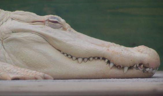  белый крокодил существует в природе