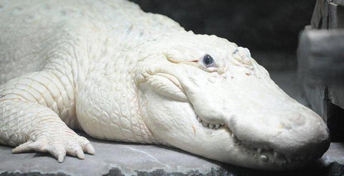 бывают ли в природе белые крокодилы