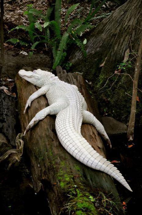 бывают ли белые крокодилы