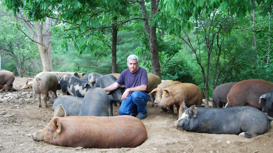 выпас стада свиней