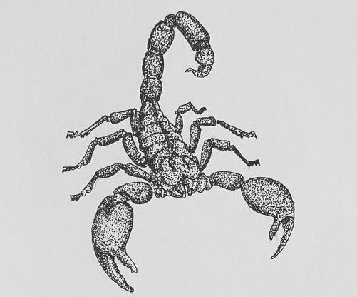 Классные эскизы татуировок скорпион: фото