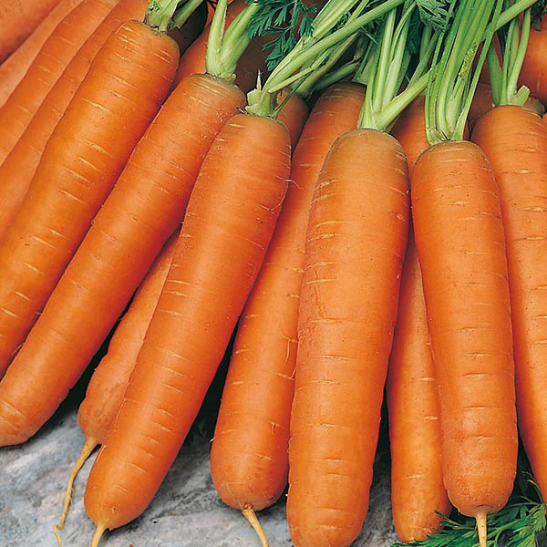 морковь сорт &quot;каротель&quot;