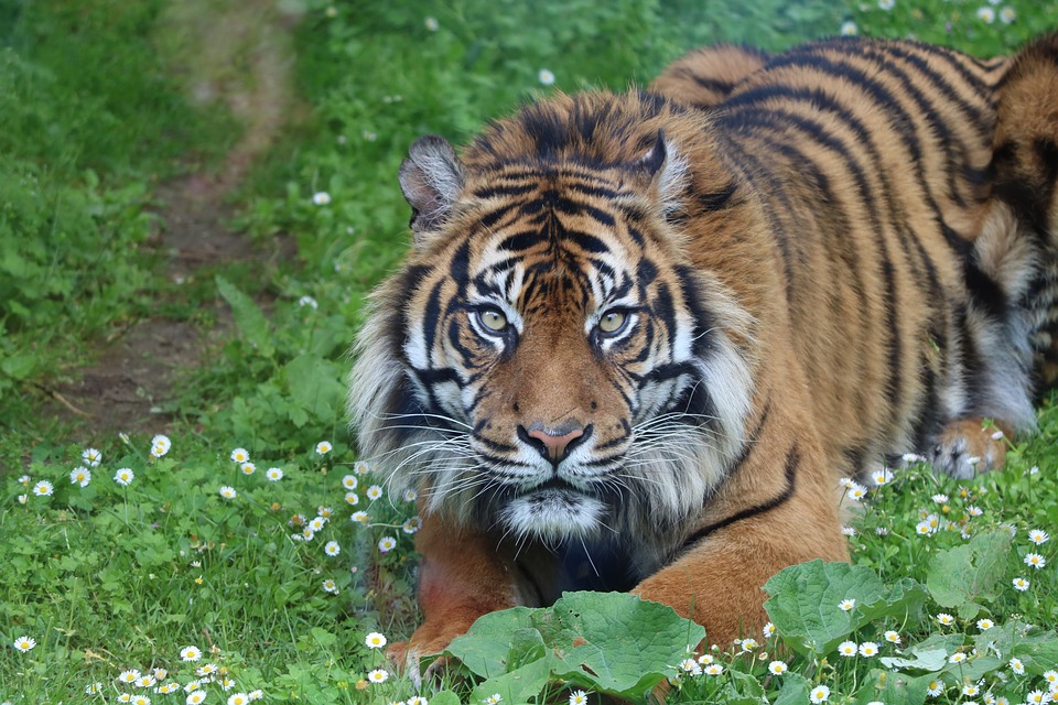 тигр сидит в засаде