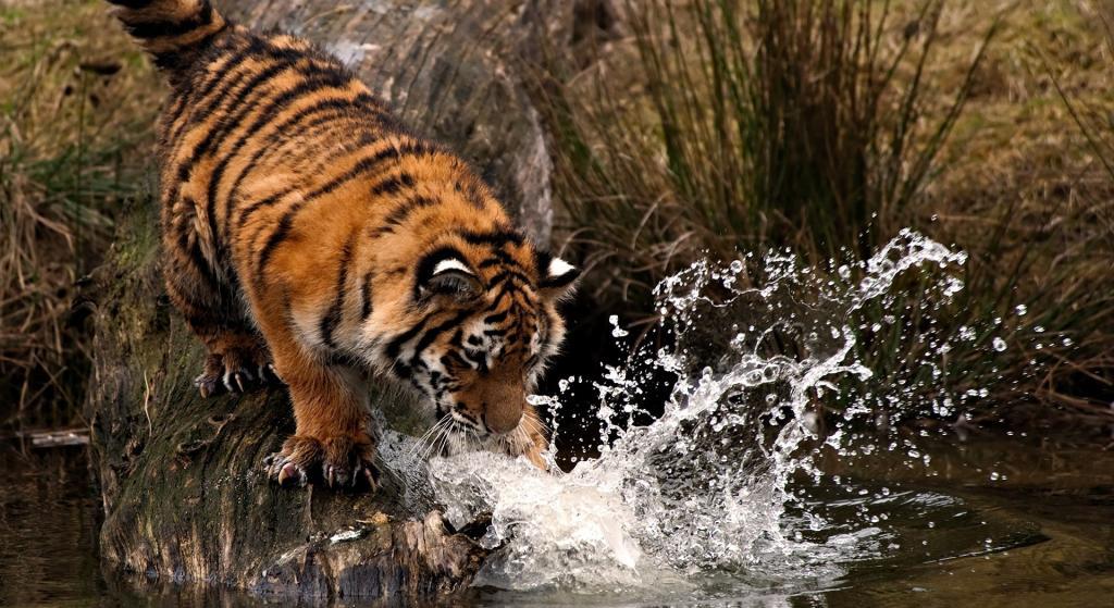 тигр ловит рыбу