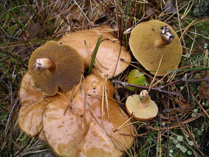 грибы Свердловской области