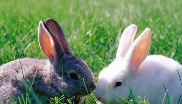 Подробный опыт о разведении кроликов в ямах
