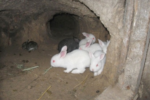 Разведение кроликов в яме, схема жилища