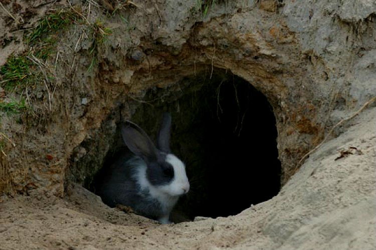 Разведение и содержание кроликов в ямах