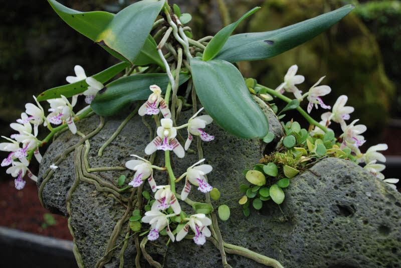Сколько живут орхидеи в домашних условиях?