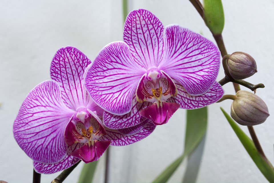 Сколько лет живет орхидея?