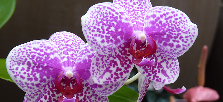 Сколько лет живет орхидея фаленопсис?