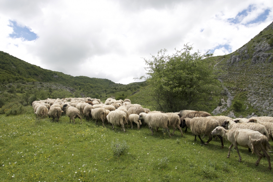 Сколько живут домашние овцы?