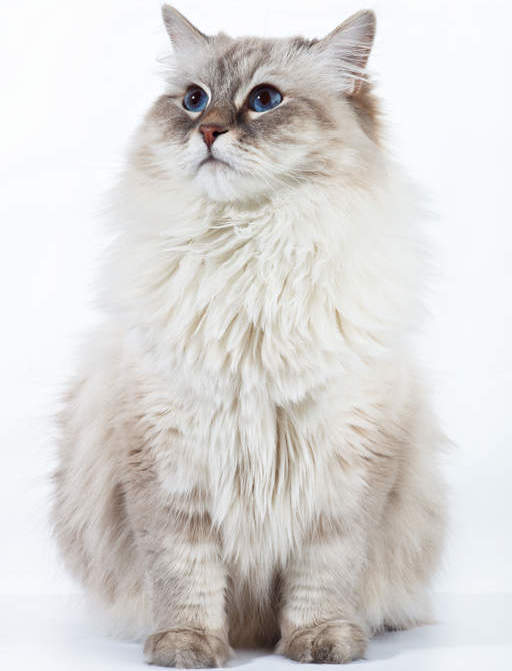 Невская кошка 6описание породы и характера