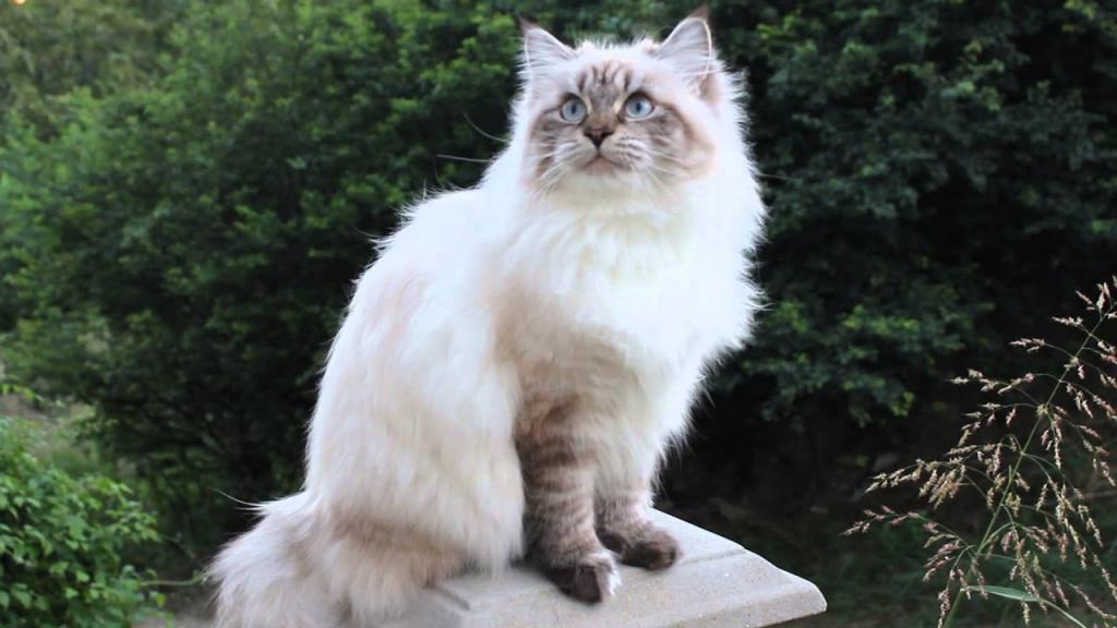 Невская маскарадная кошка, описание породы и отзывы