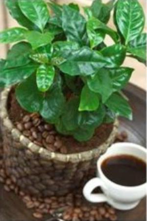кофе арабика комнатное растение