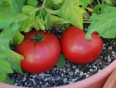 помидоры чудо земли