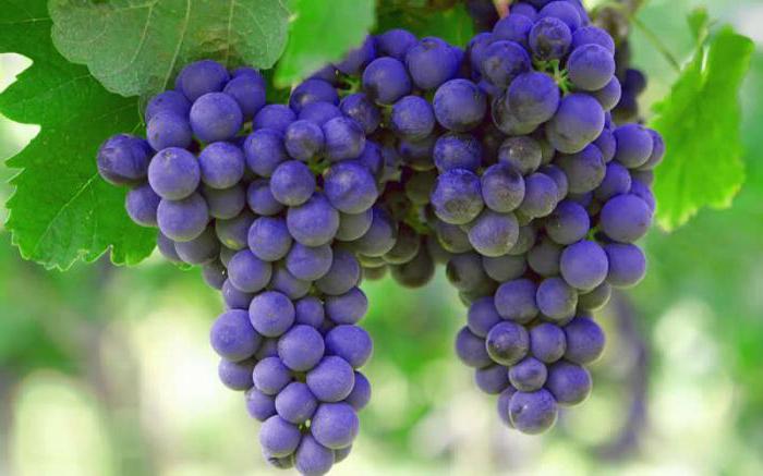 австралийская технология обработки винограда гиббереллином