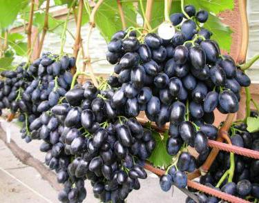  виноград сувенир описание сорта