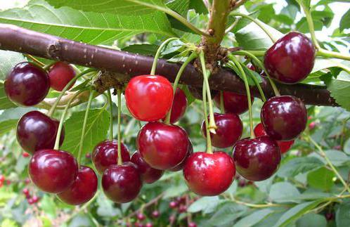Сорт вишни Брусницына отзывы