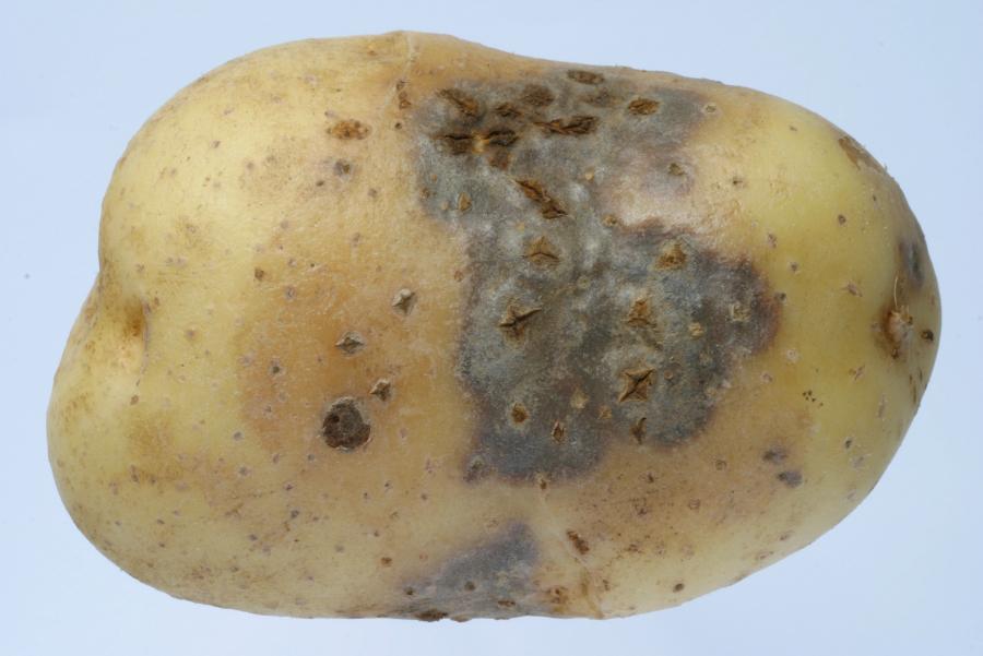 Некроз картофеля