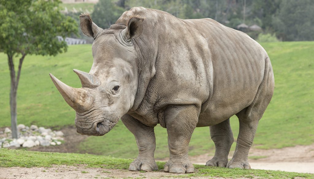 Взрослый носорог