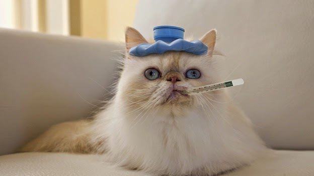 лечебный корм для кошек при заболевании жкт