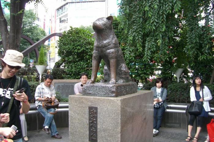 Хатико памятник в Японии