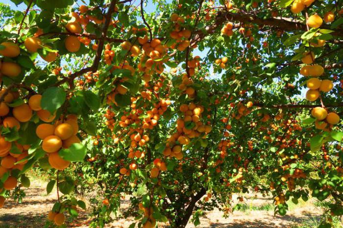 полезные свойства абрикосов и противопоказания