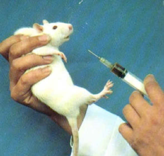 тяжкая жизнь крысы