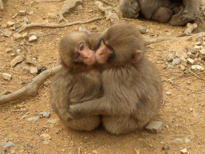 Как общаются обезьяны