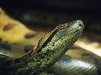 Змея анаконда фото
