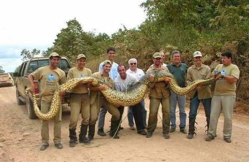 Большая змея анаконда
