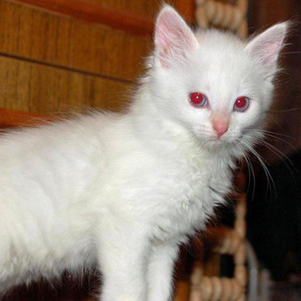 Альбинос кошка