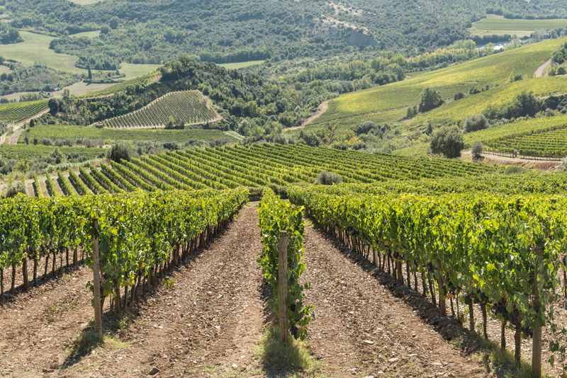 Терруар вина Брунелло ди Монтальчино
