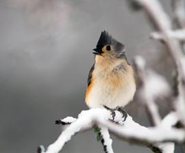 Что делают птицы зимой