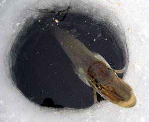 Рыбалка на ладожском озере зимой