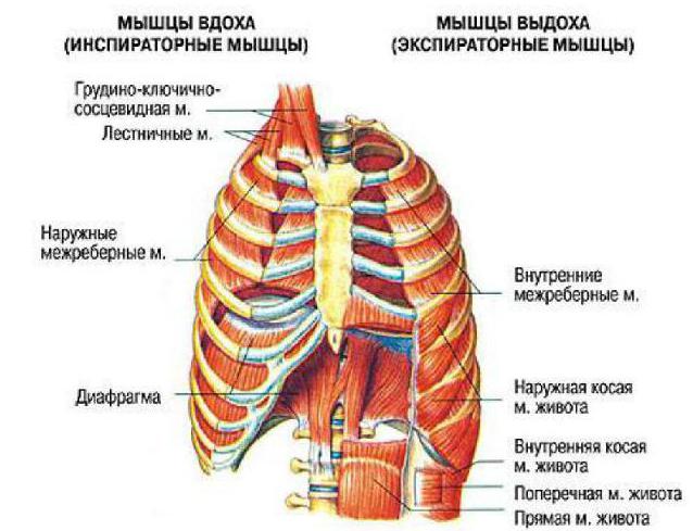 нижние мышцы грудной клетки