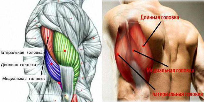 трехглавая мышца плеча функции