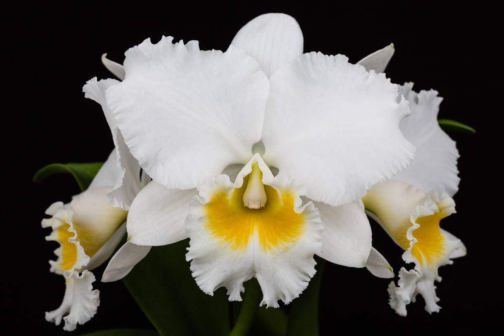 орхидея домашняя белая