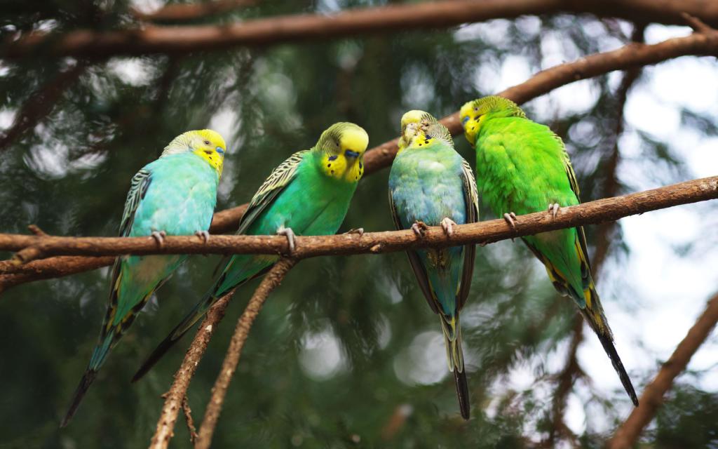 попугаи любят жить в стае