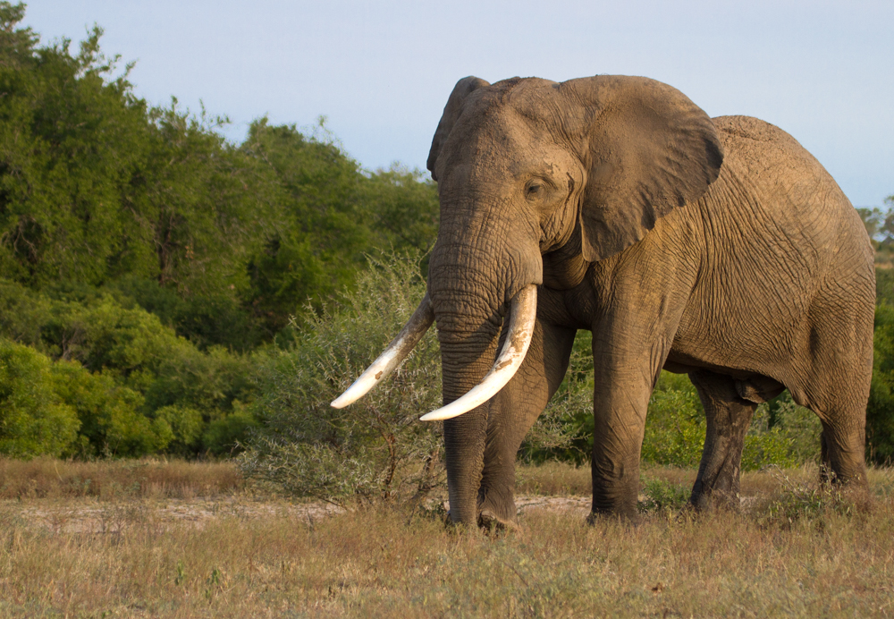 взрослый слон из Африки