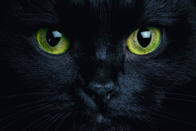к чему приходит черный кот в дом
