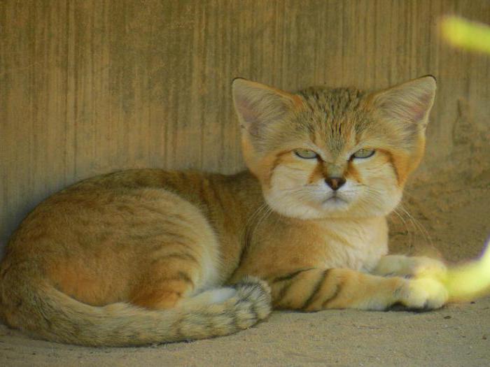 барханный кот или арабская песчаная кошка