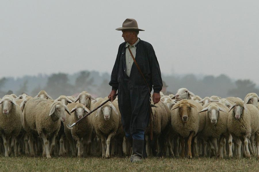 пастырь с овцами