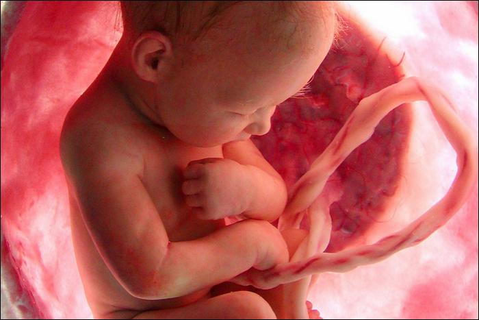 Околоплодные жидкости обеспечивают обмен веществ между матерью и ребенком