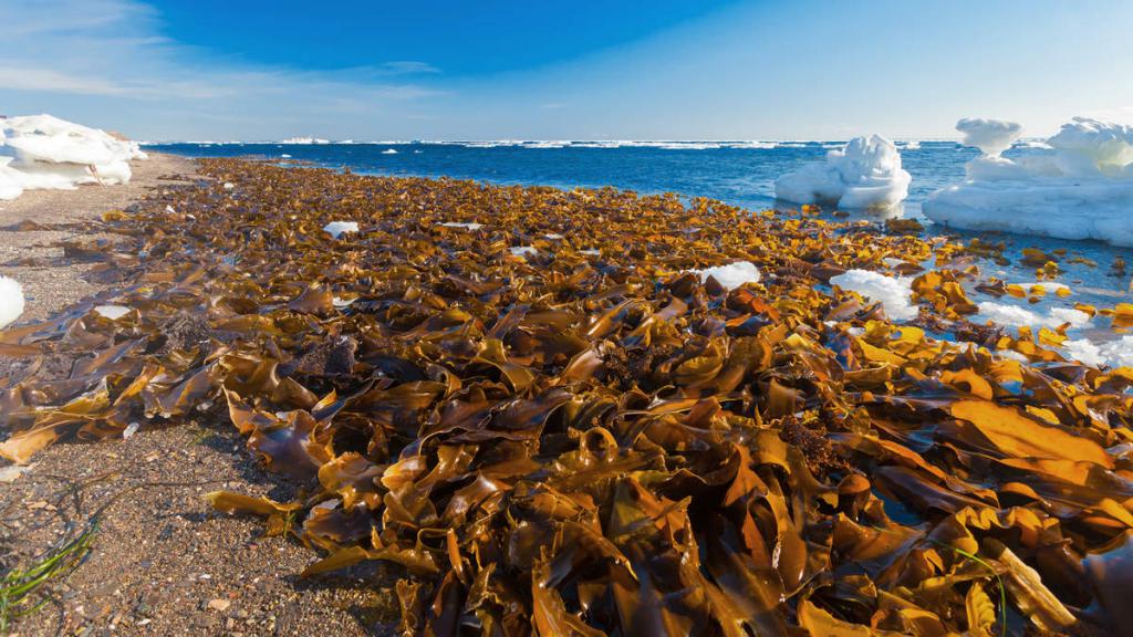 Морская капуста выброшенная на берег