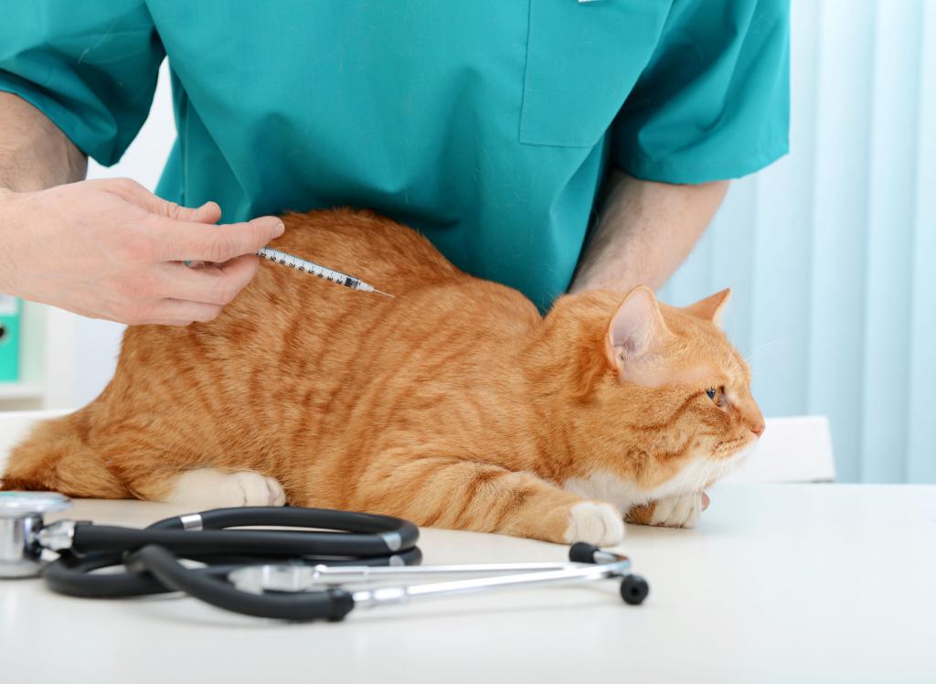 лечение гастроэнтерита у кошек