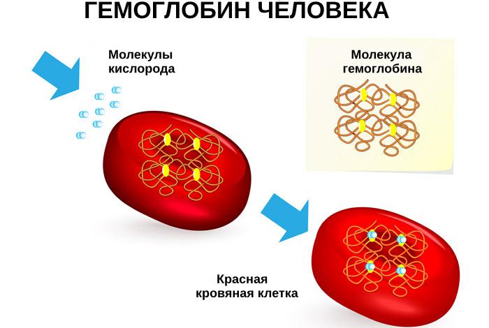 гемоглобин человека 