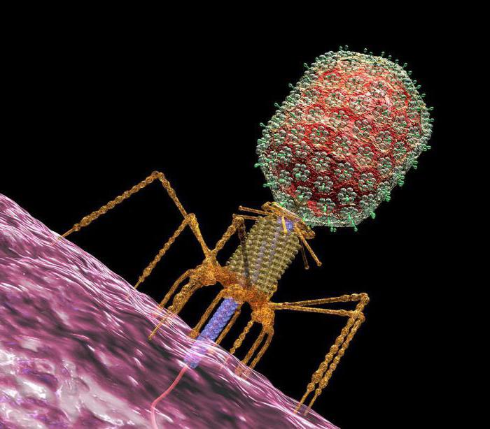 какие строение имеет вирус бактериофаг