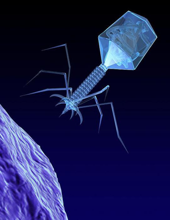 вирус бактериофаг описание